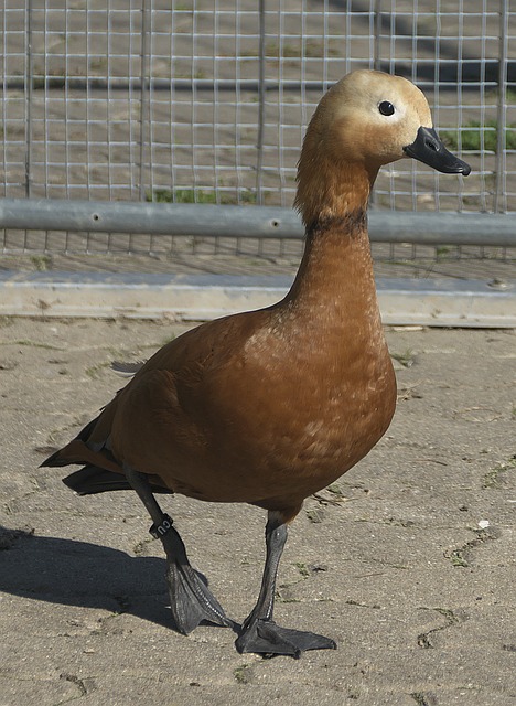 会带动食欲